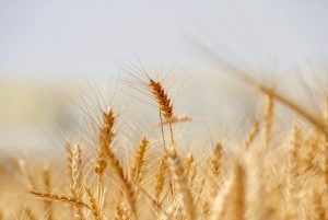 wheat-3120580_1280